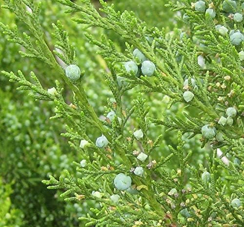 Hetzi Juniper | Live Gallon Size Trees | Juniperus Chinensis | Drought Tolerant Cold Hardy Evergreen Privacy Screening Plants