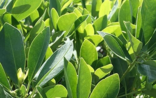 Anise Forest Green - Live Plants - Illicium Parviflorum - Shade Loving Evergreen Hedge