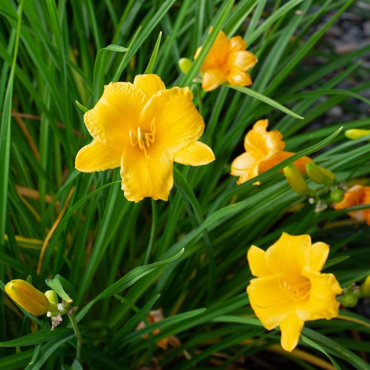 Daylily Stella D' Oro | Live 3 Inch Pots | Hemerocallis | Yellow Flowers I Rich Golden Blooms, Perennial Garden Jewel, Easy-to-Grow for Year-Round Beauty