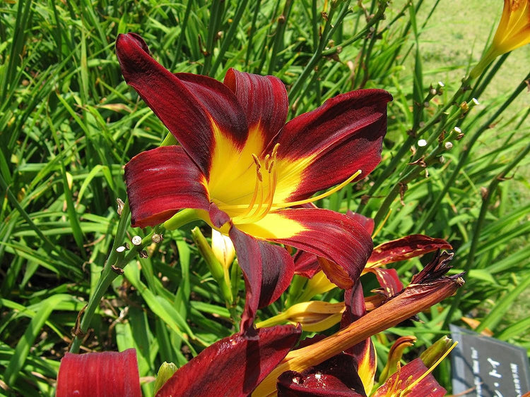 Ming Toy Daylily | Live 4 Inch Pot | Hemerocallis Plants | Beautiful Low Maintenance Blooming Groundcover