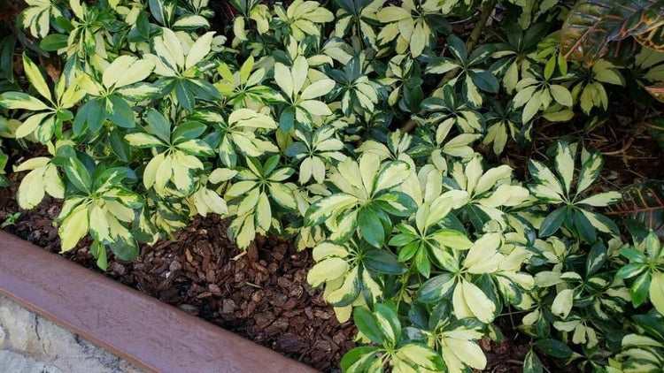 Arboricola Variegated Schefflera Trinette I Live Plants I Vibrant Green & Yellow Foliage, Easy-Care Indoor/Outdoor Plant, Air-Purifying, Ideal for Home (03 Plants)