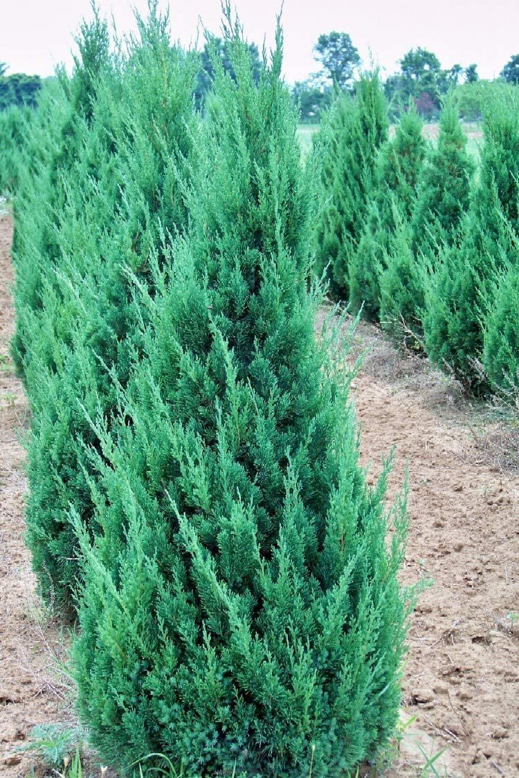 Blue Point Juniper | Large 3 Gallon Trees | Juniperus Chinensis | Evergreen Screening Plants